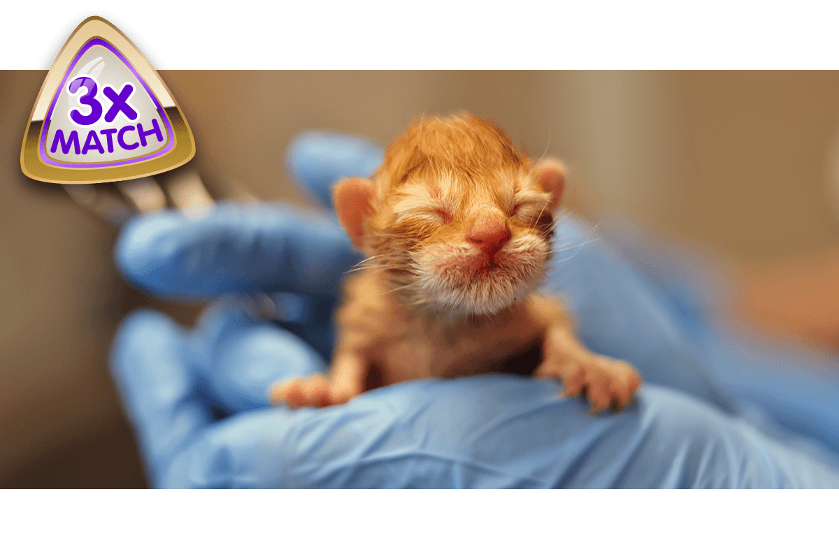 Neonatal orange kitten being held by the vet