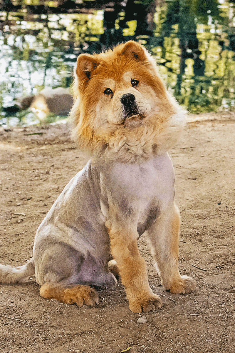 Simbe the chow chow by a lake