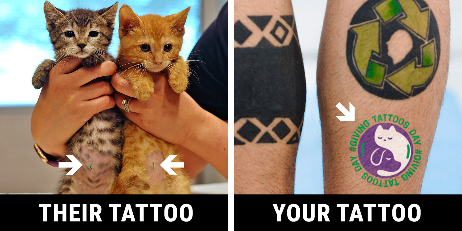 kitty tattoos and human tattoos