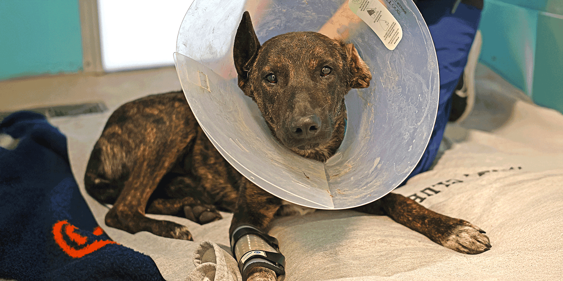 Sven the dog, getting treatment with a cone on