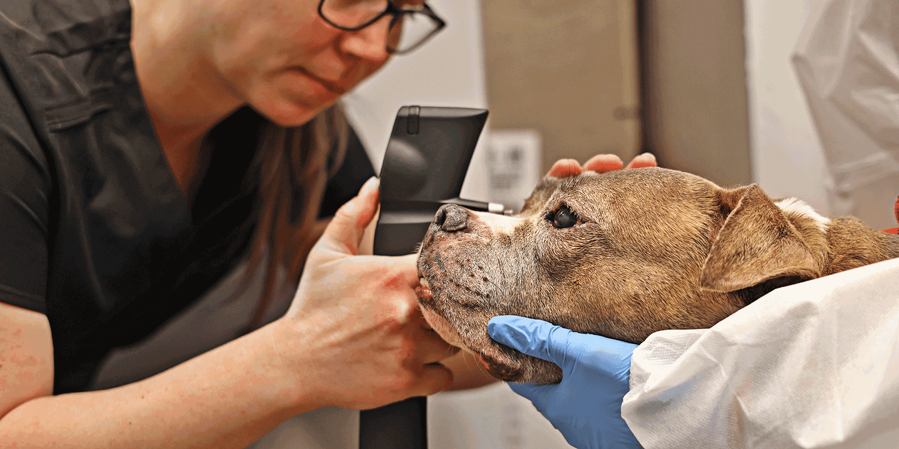 Cranberry the dog getting her eyes treated